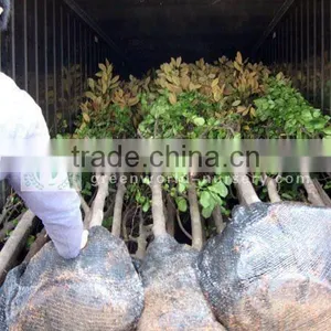 Magnolia Cold Hardy Plants thumbnail-1