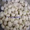 Pure Chinese White & Normal Garlic thumbnail-1