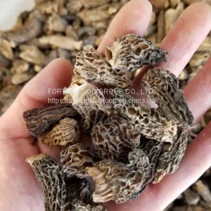 Factory Price Premium Quality Chinese Wild Dried Morel Mushroom Whole Without Fully Stem (1-3CM) thumbnail-2