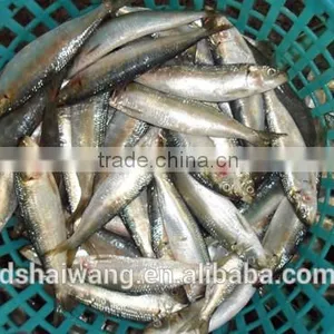 China Exporter Frozen Sardinella Lemuru Fish thumbnail-5