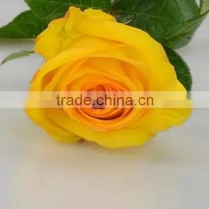 Excellent Quality Yellow Crown Yellow Big Rose Flower thumbnail-2