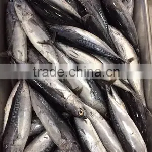 2015 Frozen Bonito Whole Round 300-500g/pc for Marketing thumbnail-3