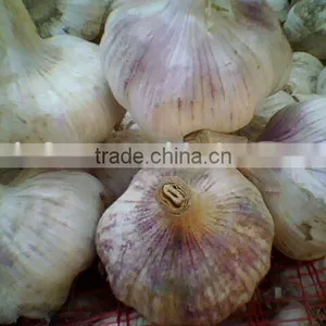 Chinese Fresh Red Garlic thumbnail-1