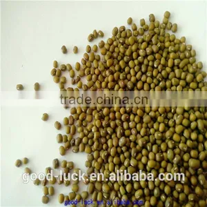 2011 New Crop Mung Bean thumbnail-5