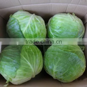 Fresh Chinese Cabbage thumbnail-3
