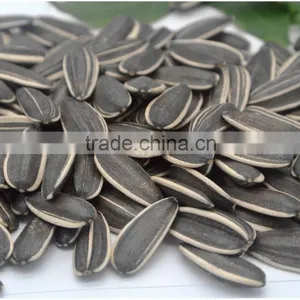 Bigs Sunflower Seeds 5009 Long Type thumbnail-2