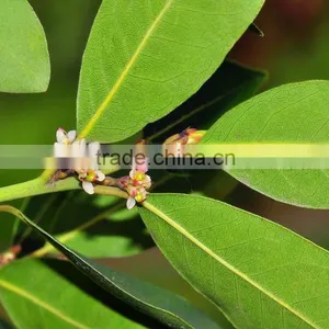 100 Pure and Natural Laurel Essential Oil thumbnail-1