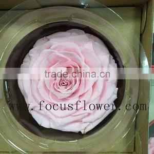 Real Touch Wholesale Preserved Flower Preserved Rose From China thumbnail-5