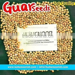 Guar Seeds thumbnail-1