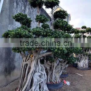Woody Large Indoor Plants for Sale thumbnail-6