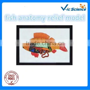 Animal Anatomy Model,fish Relief Model thumbnail-1