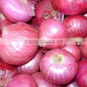 70mm Size Red Onion in 5kg Mesh Bag thumbnail-2