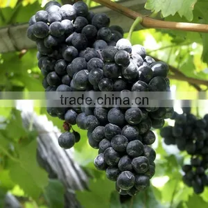 FRESH BLACK SEEDLEES GRAPES thumbnail-1