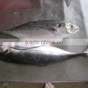 FROZEN HORSE MACKEREL WHOLE ROUND thumbnail-4