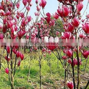 2016 Newest Purple Magnolia Seeds Mulan Tree Seeds For Planting thumbnail-5