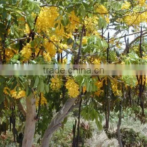 Cassia Fistula Tree thumbnail-6