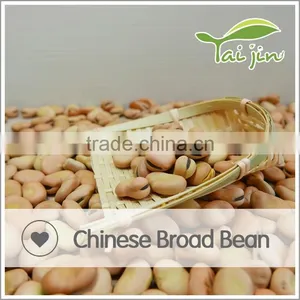 DRY BROAD BEAN thumbnail-6