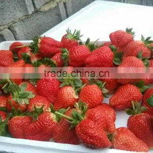 Water Soluble Fertilizer With Organic 3-0-12 thumbnail-3