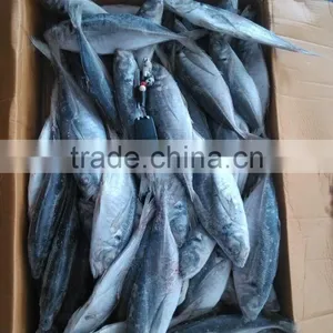 Land Frozen Horse Mackerel Frozen 20 25 cm + thumbnail-2