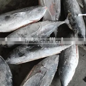 Frozen Bonito Tuna Fish 200-300g Wholesale thumbnail-1