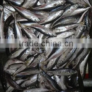Sea Frozen Horse Mackerel thumbnail-1