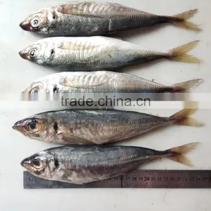 Frozen Fresh W/R Horse Mackerel thumbnail-4