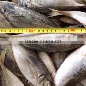 HORSE MACKEREL TARCHURUS JAPONICUS 20CM+ thumbnail-3
