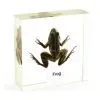QF Educational Mounted Specimen Teaching Aids School Supply - Frog thumbnail-1