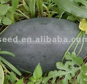 Black Jing Hybrid f1 Large Size Planting Watermelon Seeds thumbnail-2