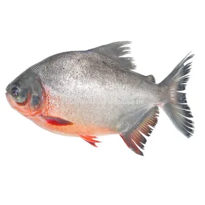 Red Pomfret thumbnail-1