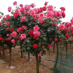 the Price of 5 - Centimeter Chinese Rose Flowers From Henan is Cheap. we Guarantee Survival and Free Shipping. thumbnail-4