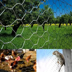 Sechseckiges Drahtgeflecht, Huhnfence für Geflügelfarm, Netz thumbnail-3
