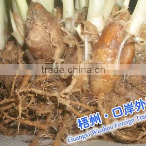Rhizoma Kaempferiae thumbnail-1