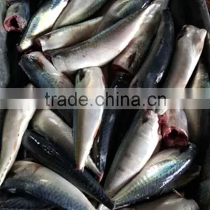 Mackerel(scomber Japonicus) HGT thumbnail-3