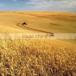 WHEAT thumbnail-6