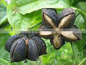 Sacha Inchi Oil thumbnail-1