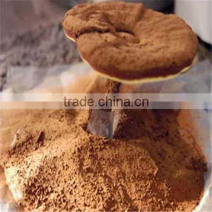 Hot Sale GMP Reishi Mushroom Extract thumbnail-1