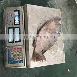 Frozen Good Black Tilapia 500-800g thumbnail-2