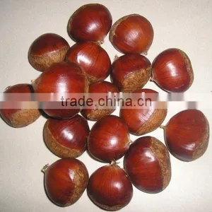 Fresh Chestnut thumbnail-1