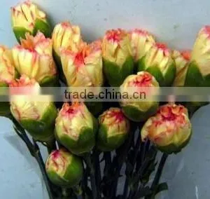 Real Touch Carnation Flowers Cut for Wholesale thumbnail-2