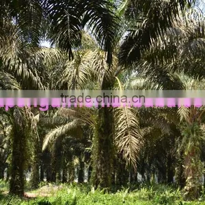 Cold & Hot Pressing Machine for Palm Kernel Oil Mill thumbnail-3