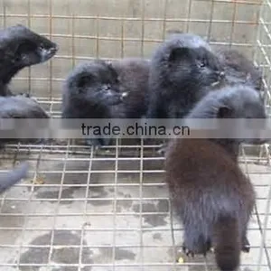 Stainless Steel Mink Cages /Fox Cage &Galvanized Mink Cage thumbnail-4