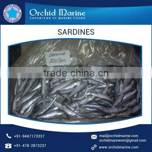Excellent Quality and Tasty Octopus From Wholesale Supplier thumbnail-4
