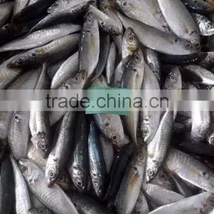 2016 Best Quality Sardine 8-10pcs/kg for Bait thumbnail-1