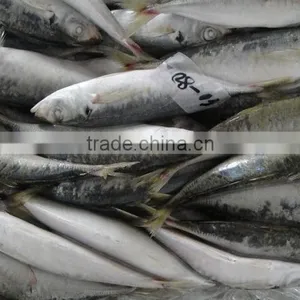 Frozen Mackerel thumbnail-1
