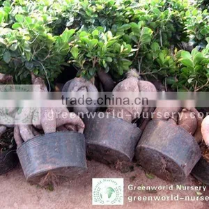 Ficus Small Indoor Bonsai thumbnail-1