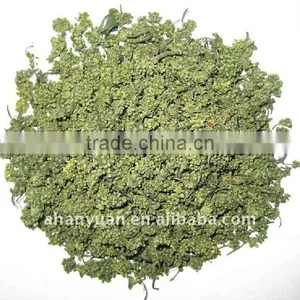 Health Food Ginseng Flower thumbnail-1
