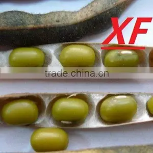 Organic Yellow Mung Bean thumbnail-1