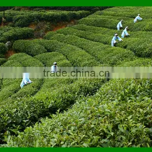 Natural Tea Tree Essential Oil thumbnail-3