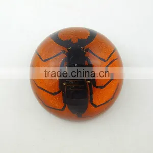 2016 New Style Business Particularly Paperweight With Real Insect Spide thumbnail-2